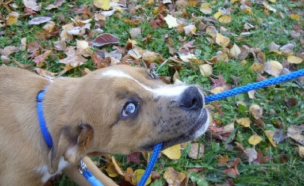 Куче прегриза гърлото на 3 годишно дете в пазарджишкото село Мокрище