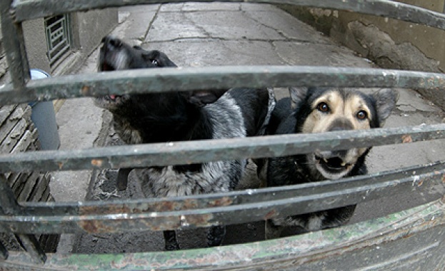 Арестуваха собствениците на кучетата, които нахапаха жестоко деца в Железница.