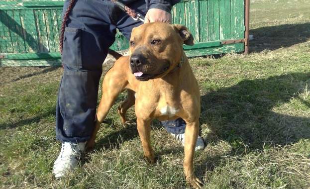 Куче от породата питбул нападна човек в столичния квартал Света