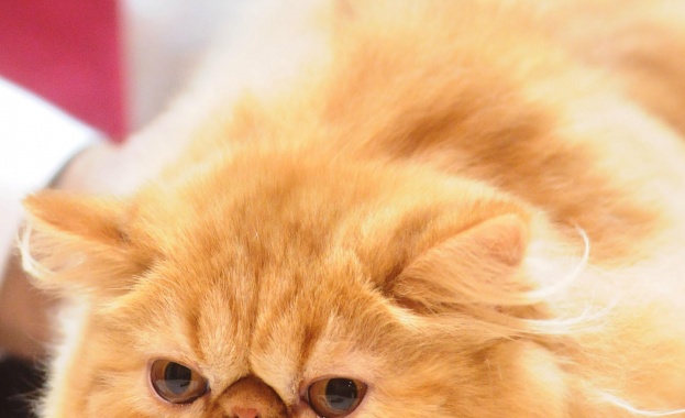 Ню Йорк стана първият американски щат който забранява онихектомията