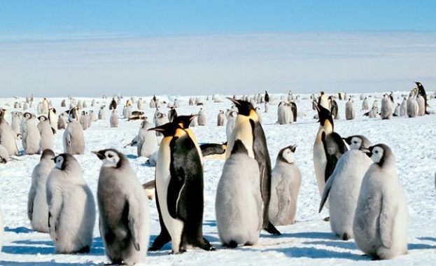 Хиляди императорски пингвинчета буквално изчезнаха за една нощ Учените предполагат