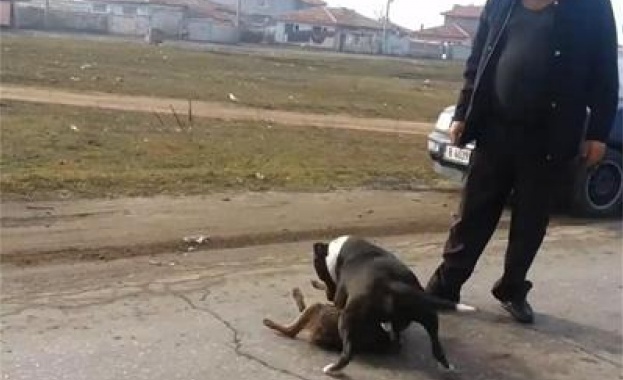 Продължава разследването след акцията срещу организирането на нелегални боеве с