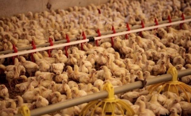 Отново пратки с птиче месо от Полша за България, заразено