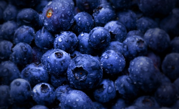 Първите диворастящи боровинки се появиха на пазара в Кюстендил като