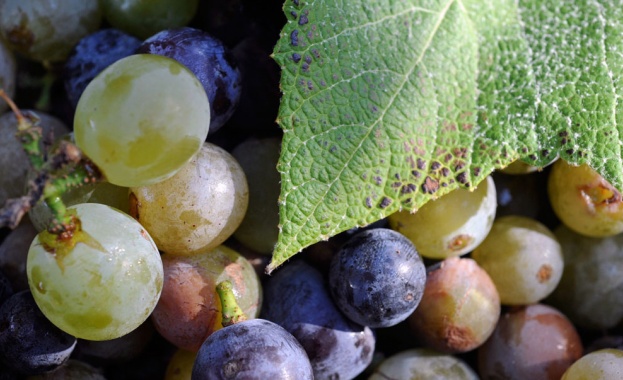 Търговци от Румъния и Гърция изкупуват българското грозде тази година