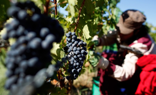 Реколтата от грозде в Европа тази година е най слабата от
