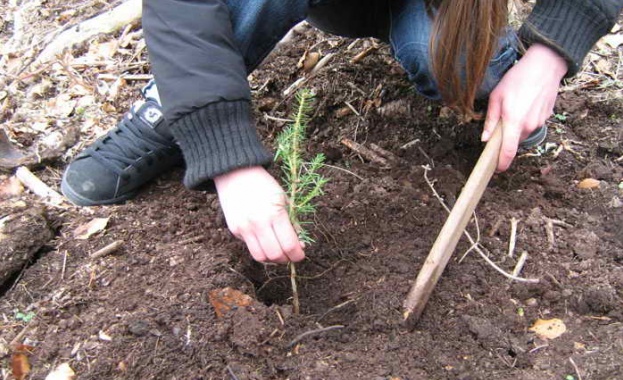 150 дървета ще засадят учени и служители на Българската академия