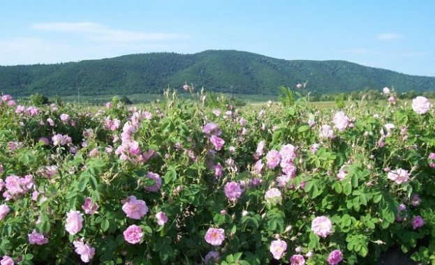 Един от най големите родни производители на розово масло Българска роза