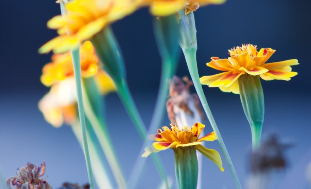 През нощта ще бъде ясно и почти тихо Утре сутринта