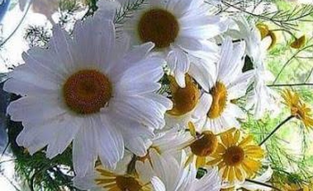 Пролетта идва следващата седмица каза за Хоризонт директорът на Института