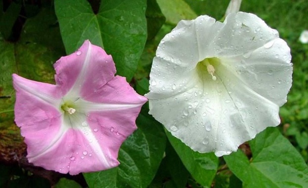 София От 11 00 часа на сцената Лятна Естрада в