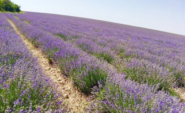 Безспорните качества на лавандулата и извличаните от нея продукти ни