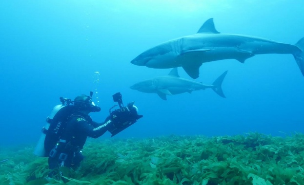 Седмица на акулите най дълго излъчваното и очаквано лятно телевизионно събитие