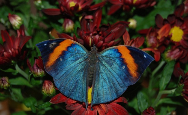 В истински тропически рай се превръща Sofia Ring Mall от