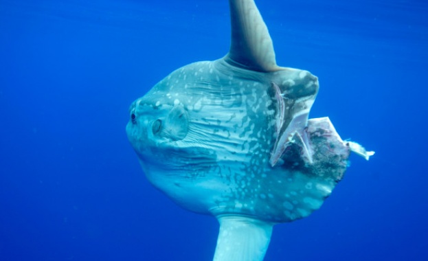 За първи път от 125 години насам учени откриват нов