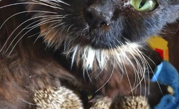 Осем осиротели таралежчета в руски зоопарк са оцелели благодарение на