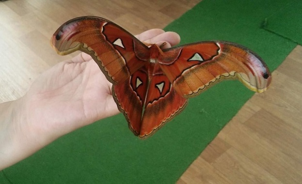 В експозиционен център Флора се излюпи представител на най едрия