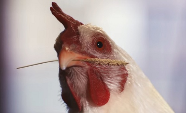 Най новият рекламен клип на веригата за бързо хранене KFC вбеси