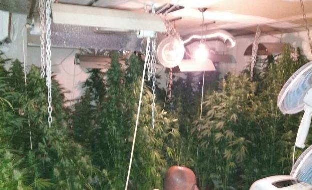 Близо 50 кг зелена тревна маса канабис и 2 5