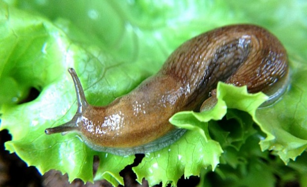 Биоинженери са разработили експериментално хирургично лепило вдъхновени от слузта на