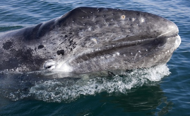 Министерството по извънредни ситуации на Русия изпрати хеликоптер за да