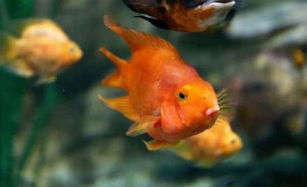 Разгадана е тайната на способността на златните рибки да оцеляват