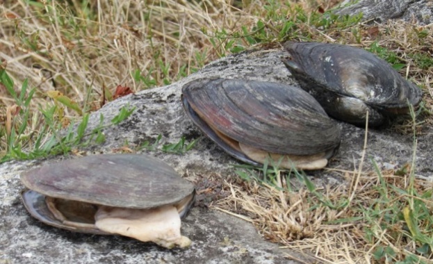 Огромни живи миди са се появили непосредствено по крайбрежната ивица