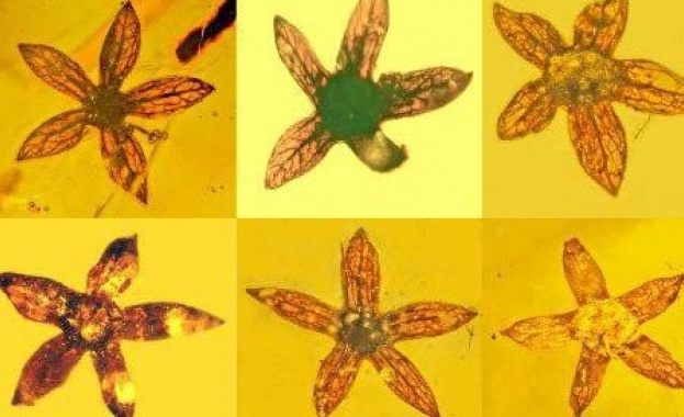 Седем перфектно запазени малки цветя са намерени в парче кехлибар