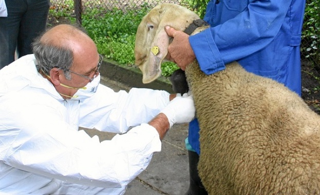 Девет огнища на бруцелоза са установени в Сливенско като осем