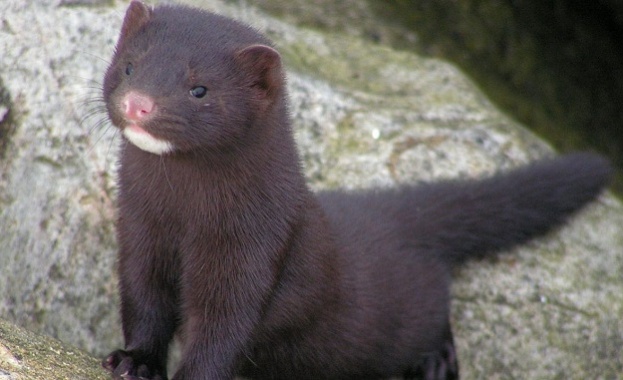Природозащитници ще протестират срещу ферма за норки в България съобщи