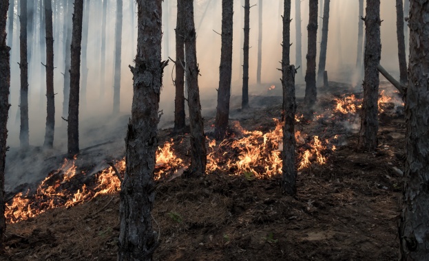 Цяла нощ бушува горски пожар в турската област Мугла Огънят