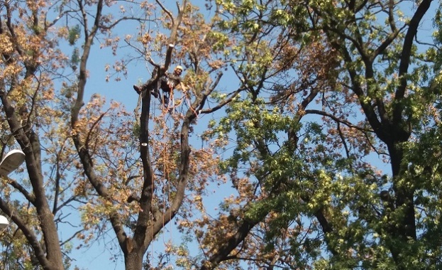 Община Бургас покани професионален арборист от Великобритания да сподели своя