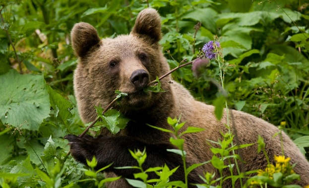 Кафявите мечки на остров Кодиак в Аляска предпочитат да ядат