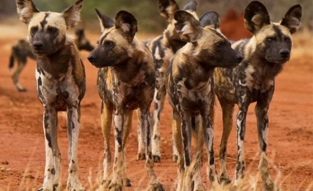 Глутниците африкански диви кучета са смъртоносни, а част от успеха