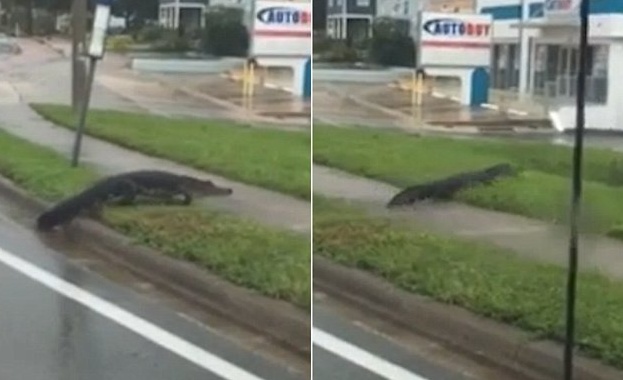 Огромен алигатор бе засечен да се разхожда по улицата на