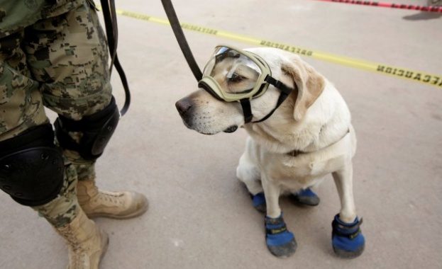 Женският лабрадор Фрида стана източник на вдъхновение и гордост в