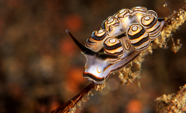 Стотици морски животни са направили едно епично пътешествие от 7000