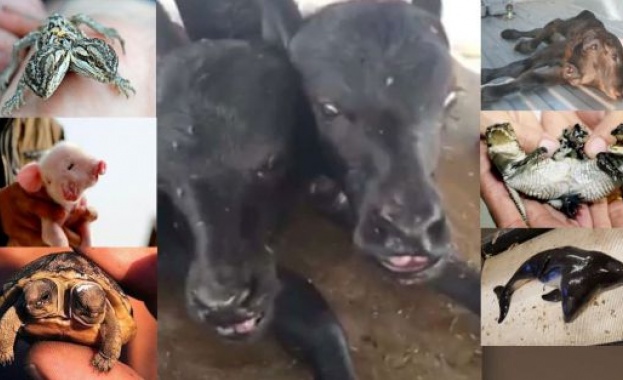 Казват че две глави са по добре от една Това