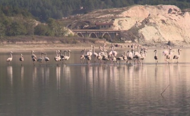 Рекорден за България брой розово фламинго бe установен в началото