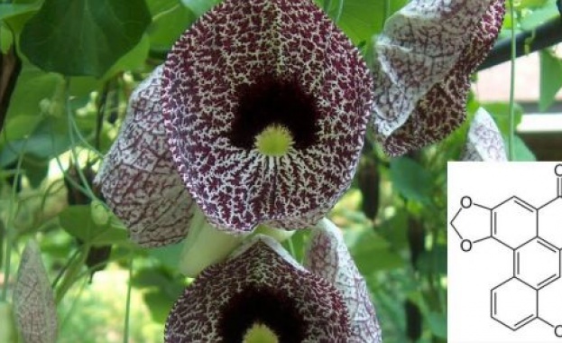 Учени от Националния университет в Сингапур установиха че екстрактите от