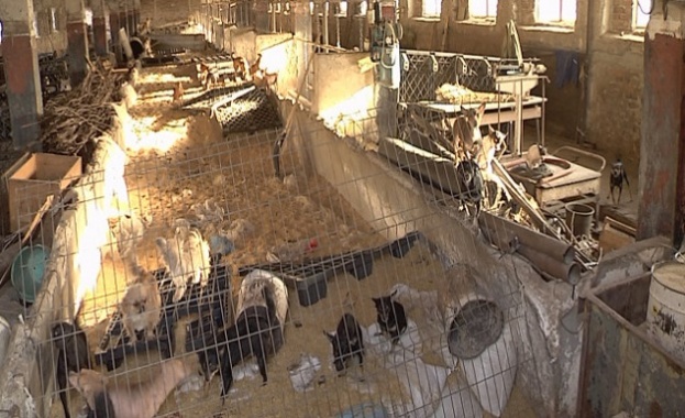 Развъдник извън закона това показва проверката на Българската агенция по