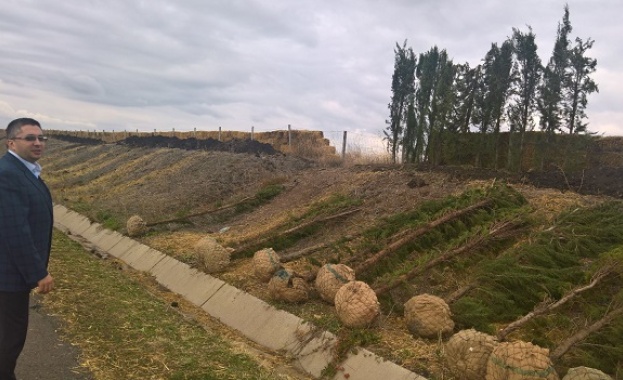 Започна засаждането на 700 кипариса на участък от 350 м