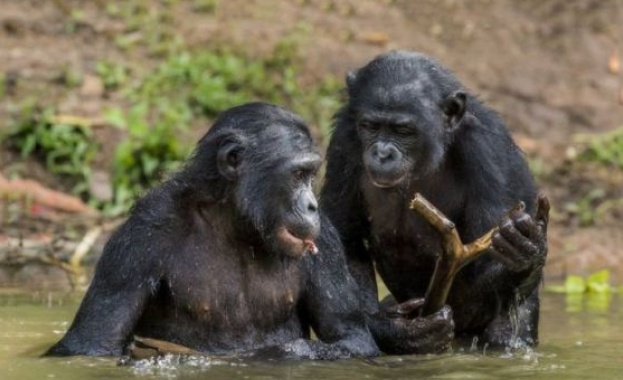 Дребните шимпанзета бонобо помагат на непознати маймуни по собствена инициатива