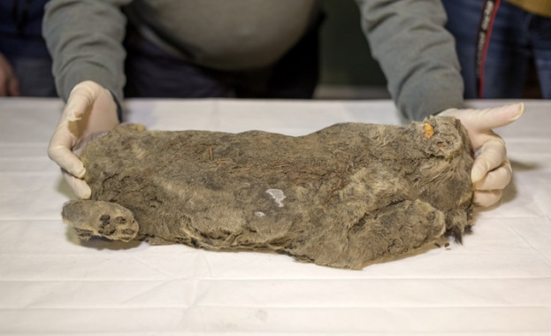 Местни жители откриха в Якутия останките на много добре запазено