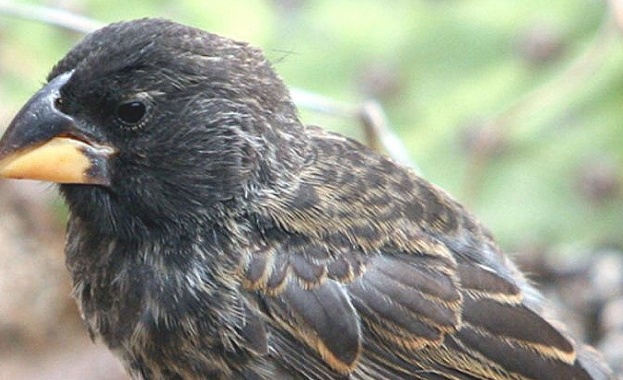 Учени от Университетите в Упсала Швеция и Принстън и Тексас