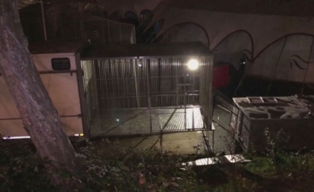 200 килограмов тигър избяга от цирк в Париж и бе ликвидиран