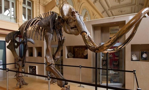 Скелет на мамут който е на възраст 15 хиляди години