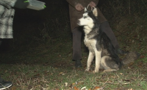 Пещерняци спасиха домашно куче порода хъски паднало в дълбока пропаст