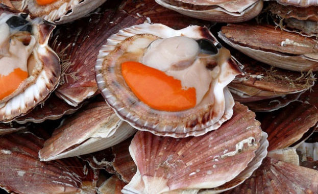 Мидата Сен Жак един от най високо ценените деликатеси в