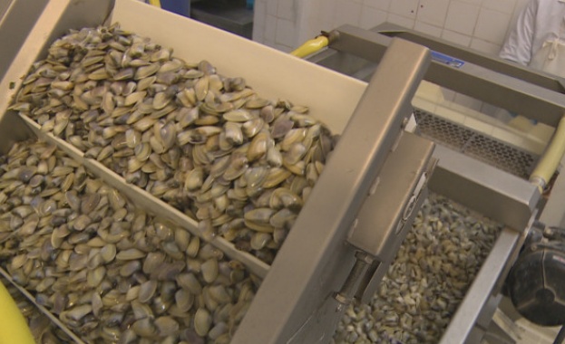 Една от най скъпите и търсени миди в Европа се добива